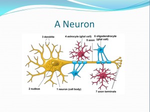 NEURON